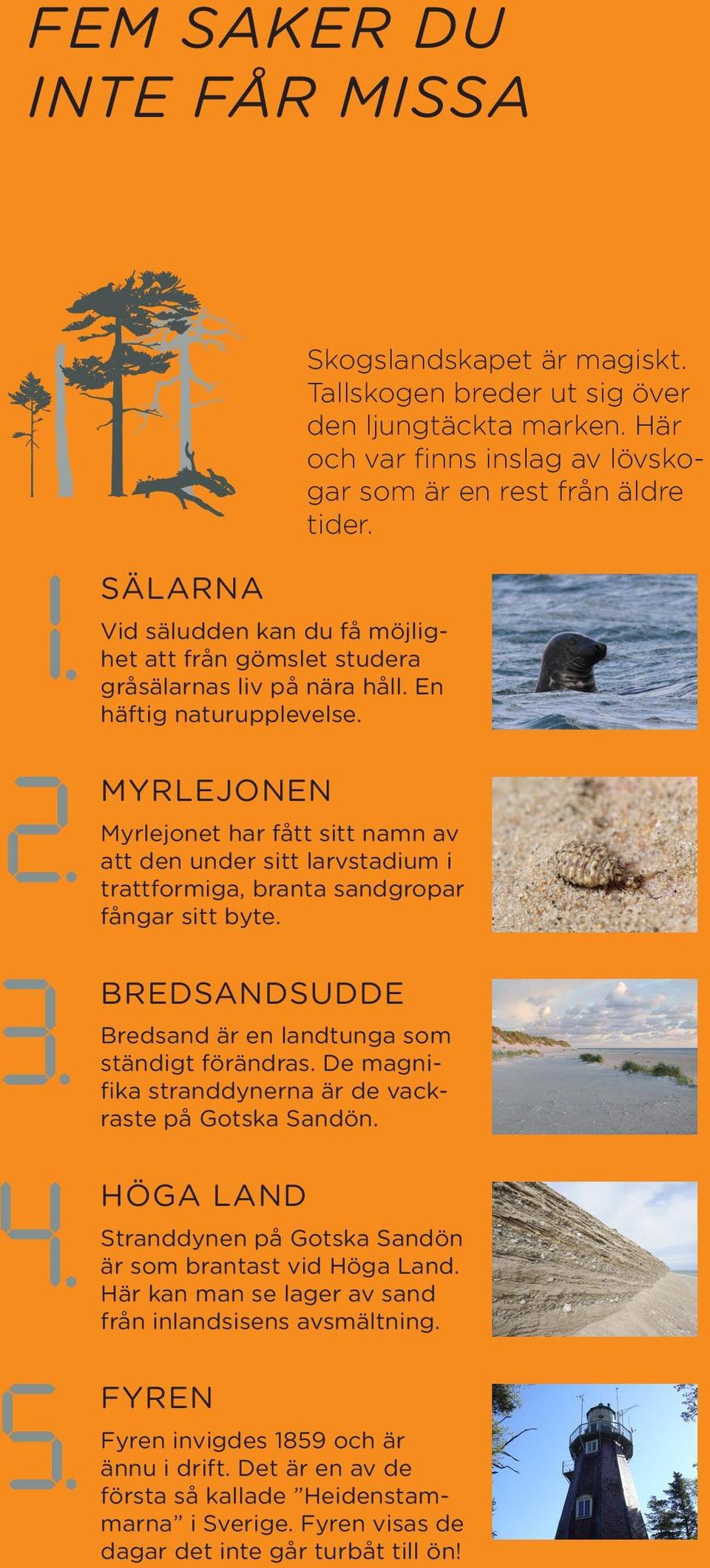 De magnifika stranddynerna är de vackraste på Gotska Sandön. HÖGA LAND Stranddynen på Gotska Sandön är som brantast vid Höga Land. Här kan man se lager av sand från inlandsisens avsmältning.