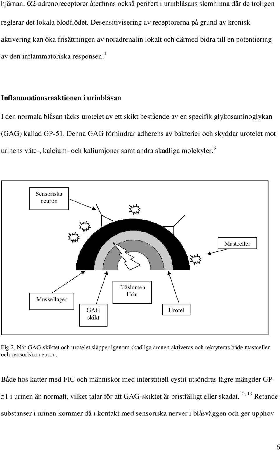 1 Inflammationsreaktionen i urinblåsan I den normala blåsan täcks urotelet av ett skikt bestående av en specifik glykosaminoglykan (GAG) kallad GP-51.