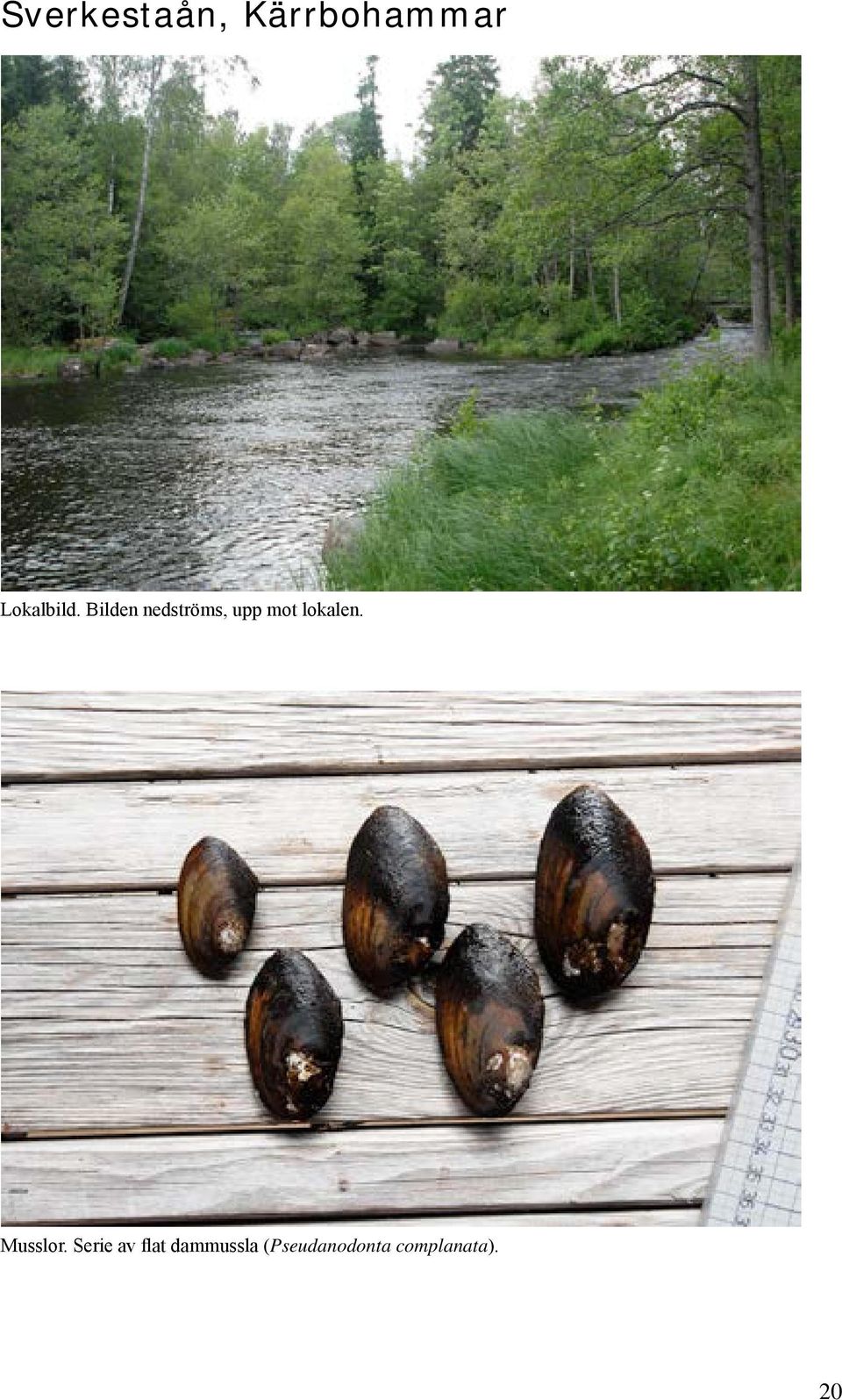 Bilden nedströms, upp mot lokalen.