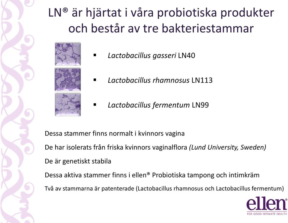 isolerats från friska kvinnors vaginalflora (Lund University, Sweden) De är genetiskt stabila Dessa aktiva stammer