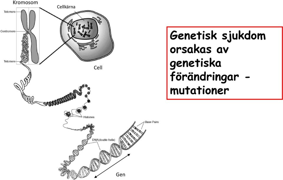 orsakas av genetiska