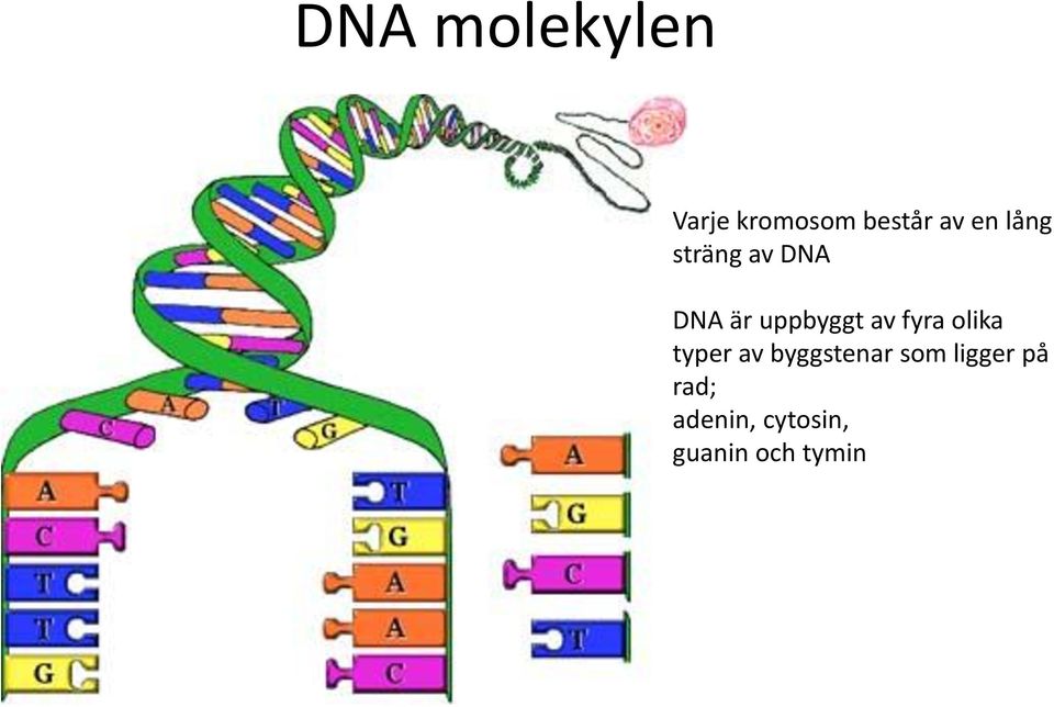 fyra olika typer av byggstenar som