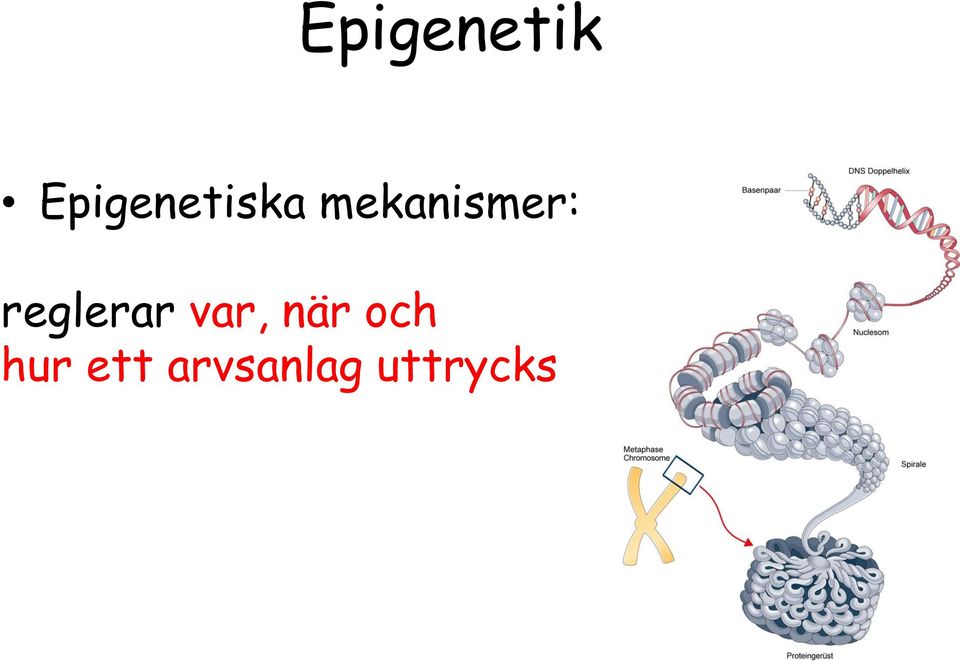 mekanismer: reglerar