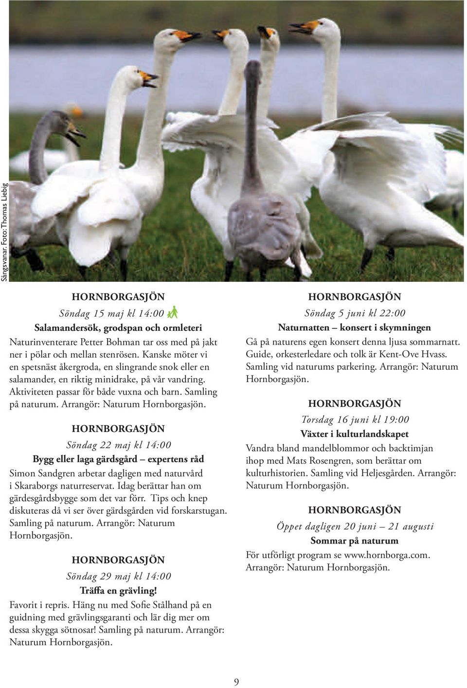 Arrangör: Naturum Hornborgasjön. HORNBORGASJÖN Söndag 22 maj kl 14:00 Bygg eller laga gärdsgård expertens råd Simon Sandgren arbetar dagligen med naturvård i Skaraborgs naturreservat.