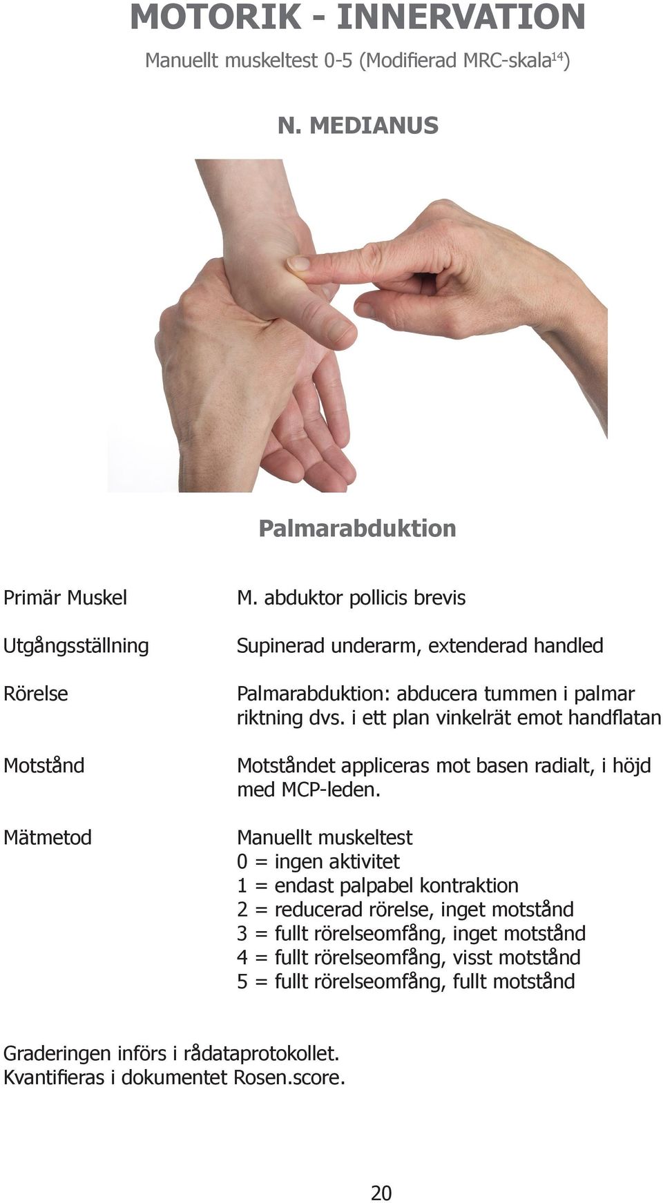 i ett plan vinkelrät emot handflatan Motståndet appliceras mot basen radialt, i höjd med MCP-leden.