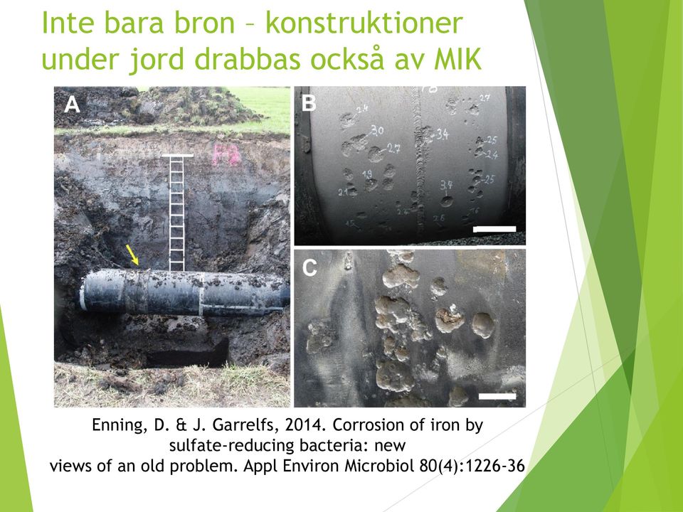 Corrosion of iron by sulfate-reducing bacteria: new