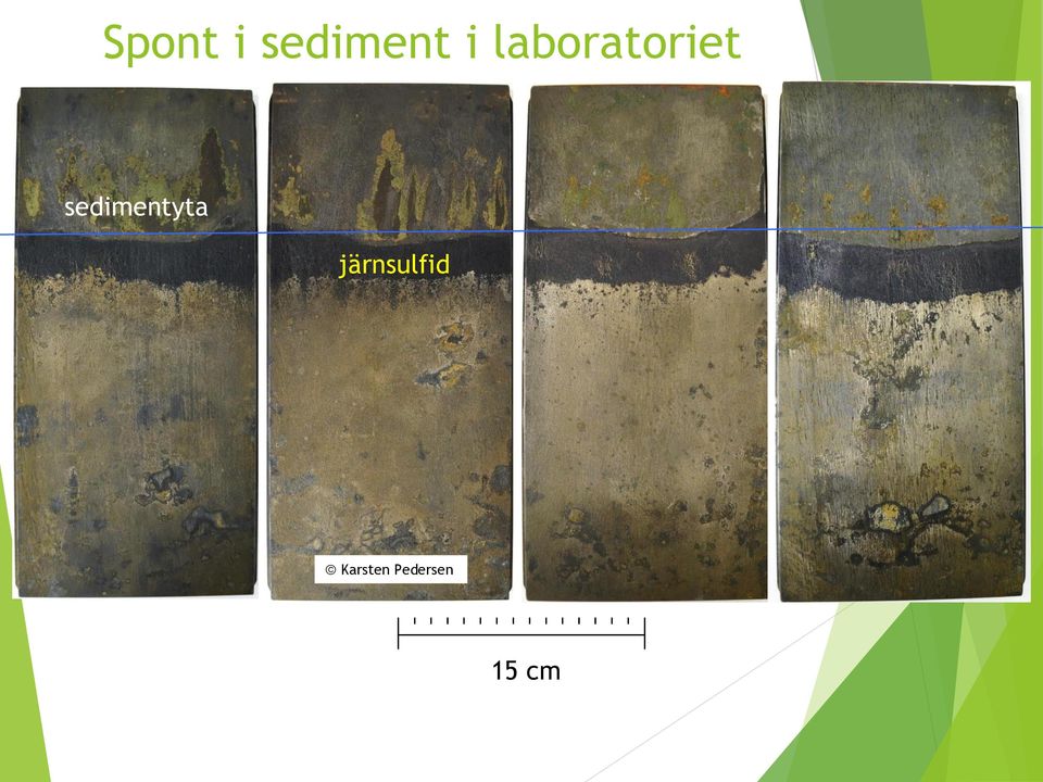 sedimentyta