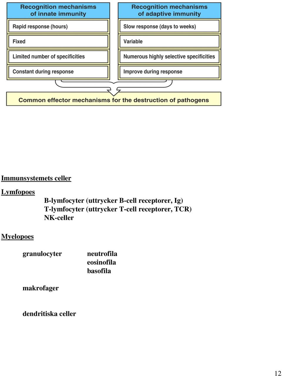 receptorer, TCR) NK-celler Myelopoes granulocyter