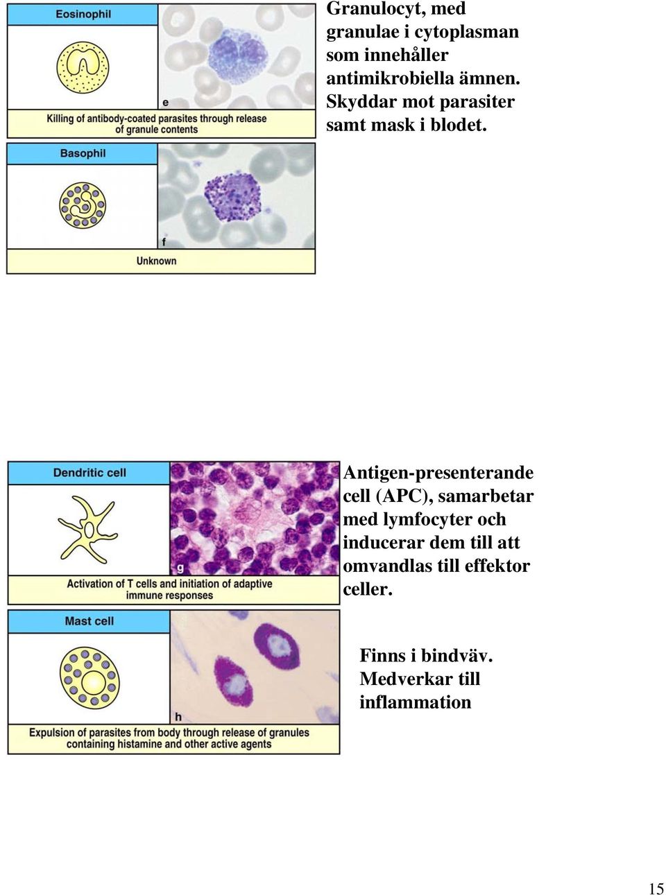 Antigen-presenterande cell (APC), samarbetar med lymfocyter och