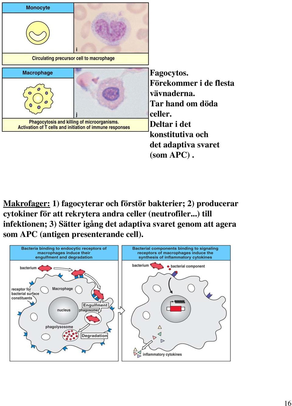 Makrofager: 1) fagocyterar och förstör bakterier; 2) producerar cytokiner för att