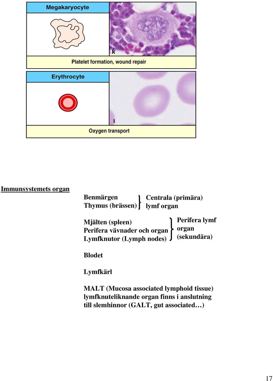 lymf organ (sekundära) Blodet Lymfkärl MALT (Mucosa associated lymphoid tissue)