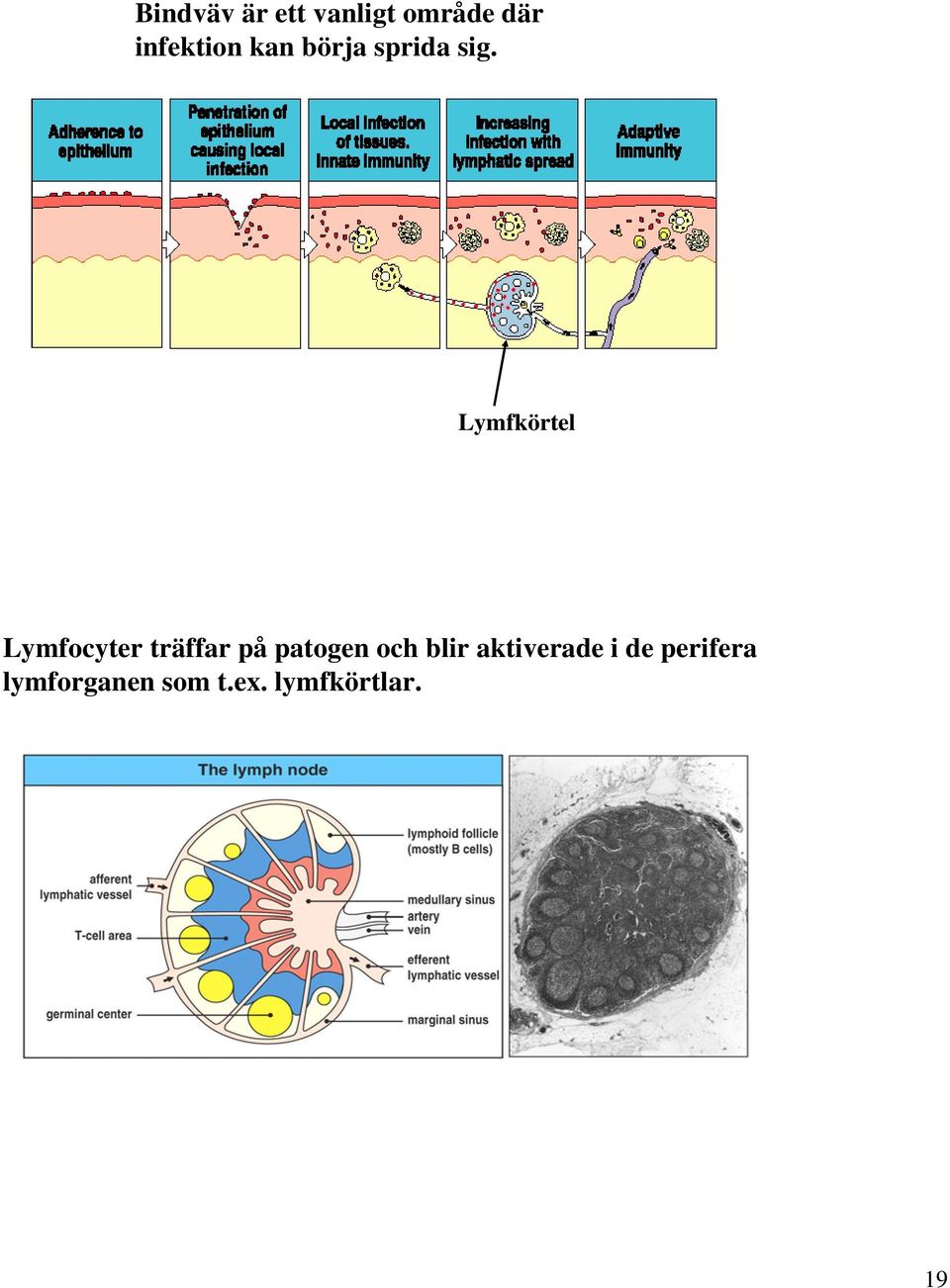 Lymfkörtel Lymfocyter träffar på patogen och