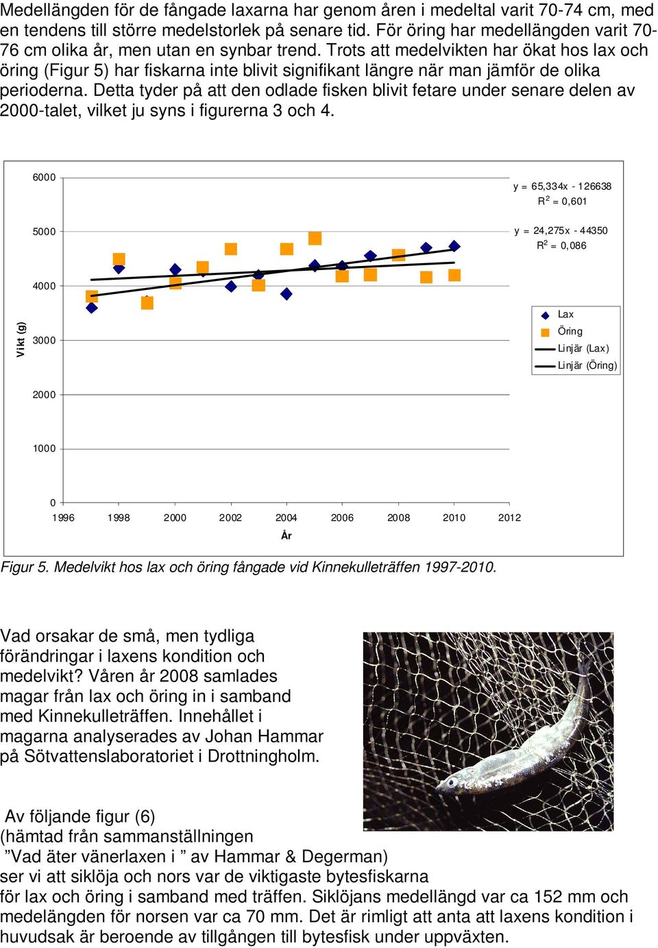 Trots att medelvikten har ökat hos lax och öring (Figur 5) har fiskarna inte blivit signifikant längre när man jämför de olika perioderna.