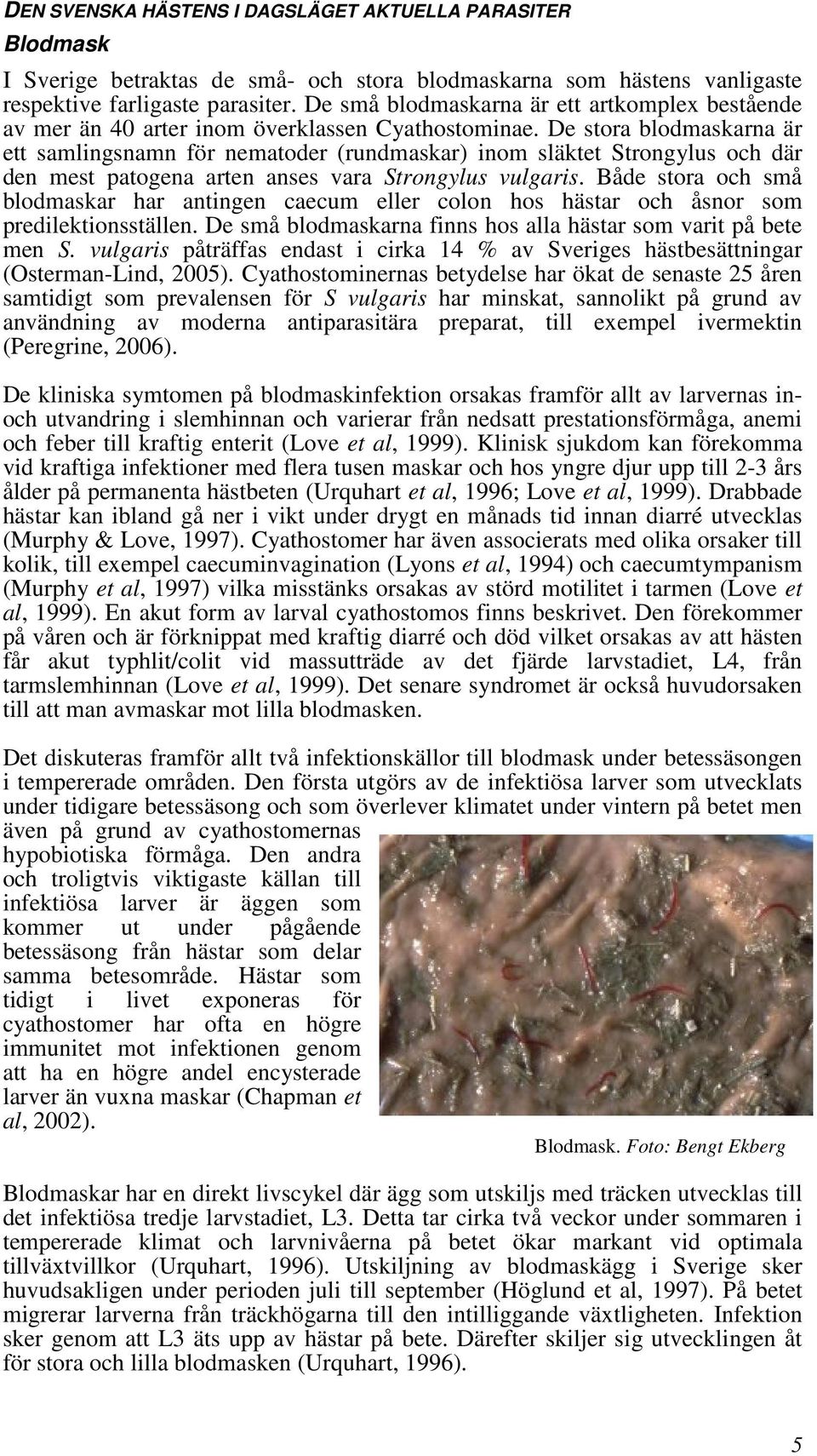 De stora blodmaskarna är ett samlingsnamn för nematoder (rundmaskar) inom släktet Strongylus och där den mest patogena arten anses vara Strongylus vulgaris.