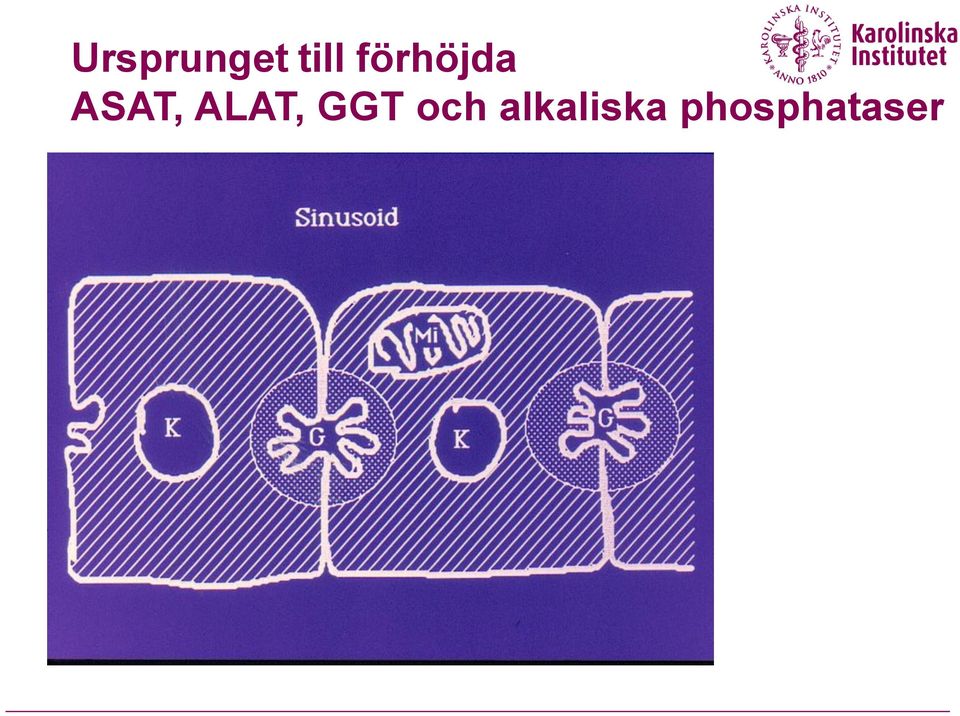 ALAT, GGT och