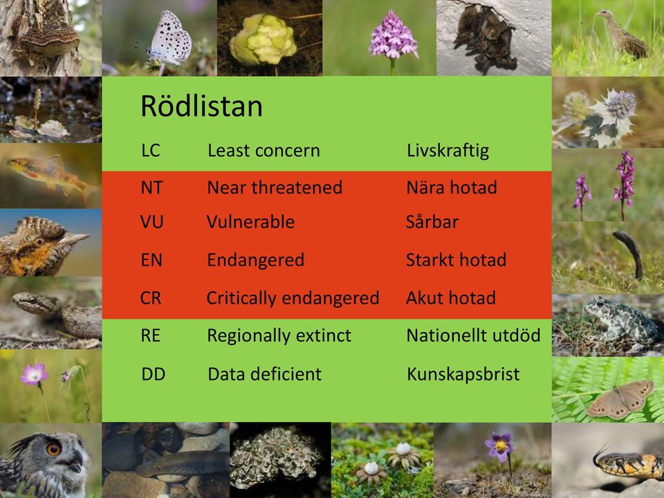 Critically endangered Akut hotad RE Regionally extinct