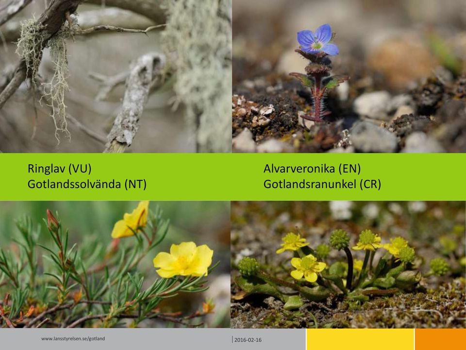 (NT) Alvarveronika