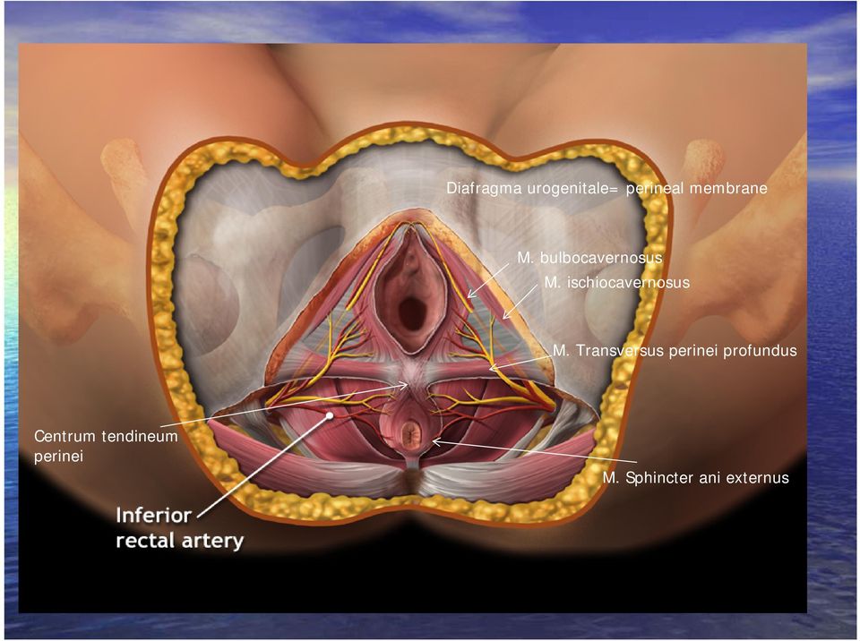 Transversus perinei profundus Centrum