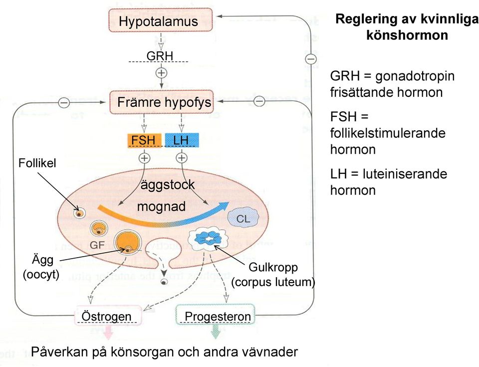follikelstimulerande hormon LH = luteiniserande hormon Ägg (oocyt)