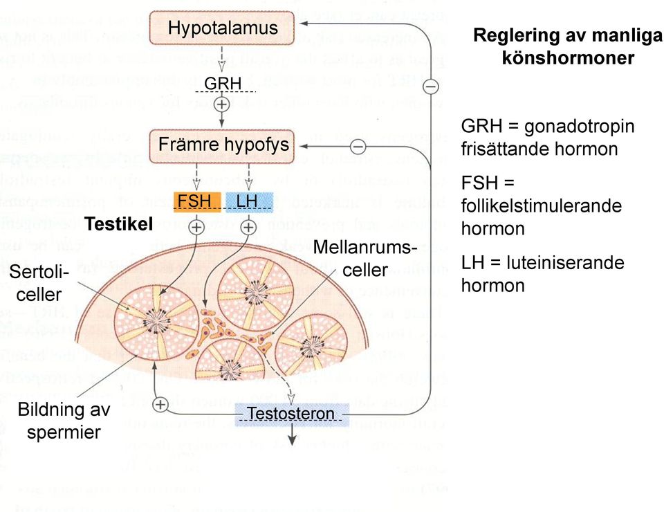 Sertoliceller Testikel FSH LH Mellanrumsceller FSH =