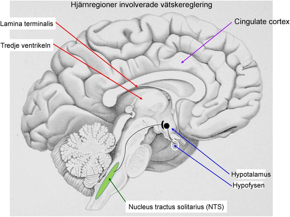 Cingulate cortex Tredje ventrikeln