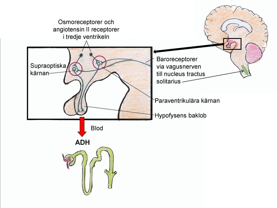 Baroreceptorer via vagusnerven till nucleus