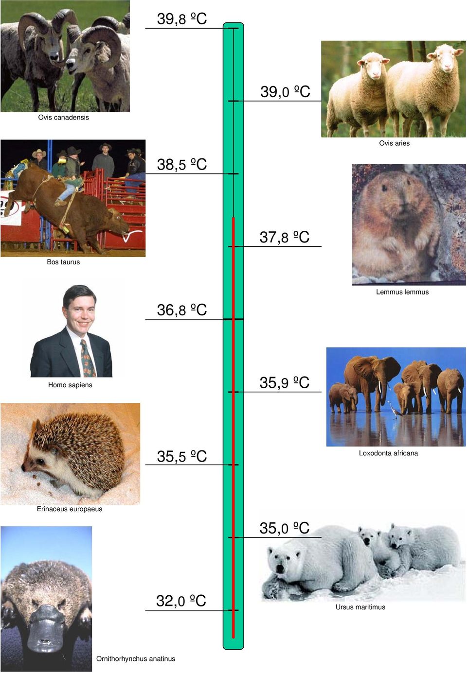 35,9 ºC 35,5 ºC Loxodonta africana Erinaceus