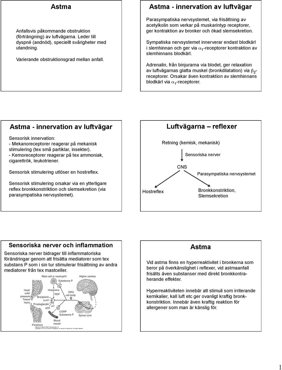 Sympatiska nervsystemet innerverar endast blodkärl i slemhinnan och ger via α 1 -receptorer kontraktion av slemhinnans blodkärl.