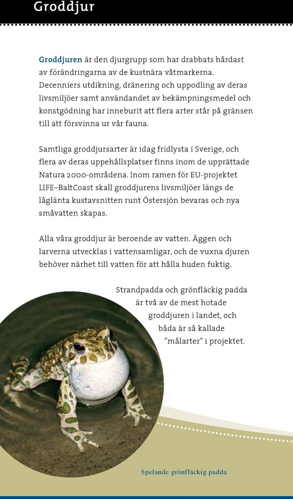 Samtliga groddjursarter är idag fridlysta i Sverige, och flera av deras uppehållsplatser finns inom de upprättade Natura 2000-områdena.