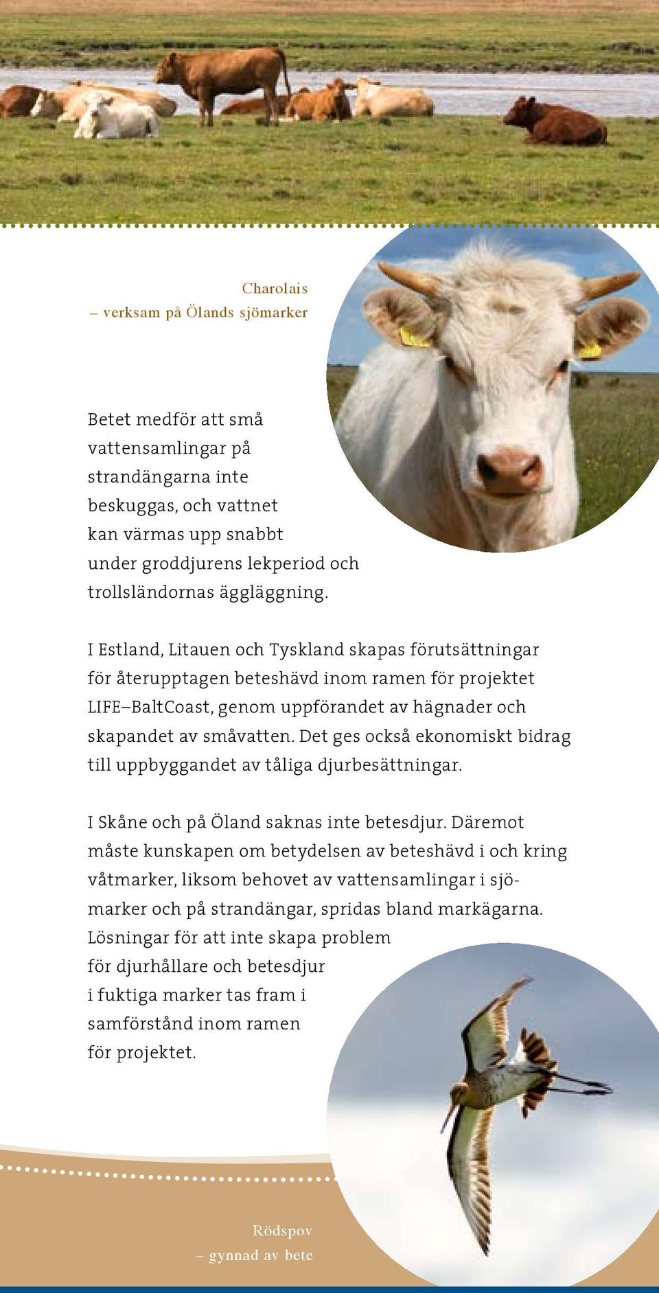 Det ges också ekonomiskt bidrag till uppbyggandet av tåliga djurbesättningar. I Skåne och på Öland saknas inte betesdjur.