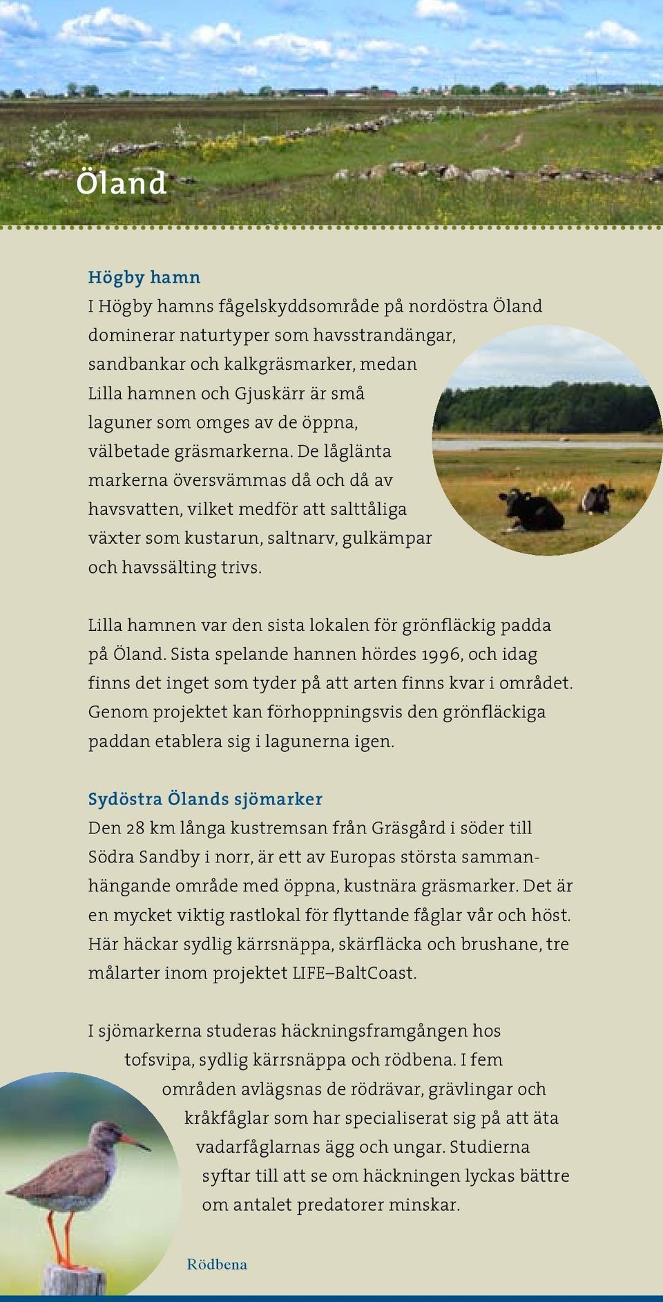 Lilla hamnen var den sista lokalen för grönfläckig padda på Öland. Sista spelande hannen hördes 1996, och idag finns det inget som tyder på att arten finns kvar i området.