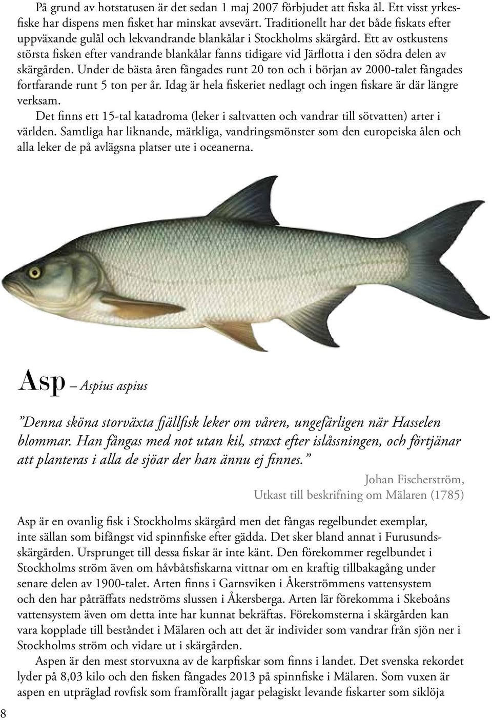 Ett av ostkustens största fisken efter vandrande blankålar fanns tidigare vid Järflotta i den södra delen av skärgården.