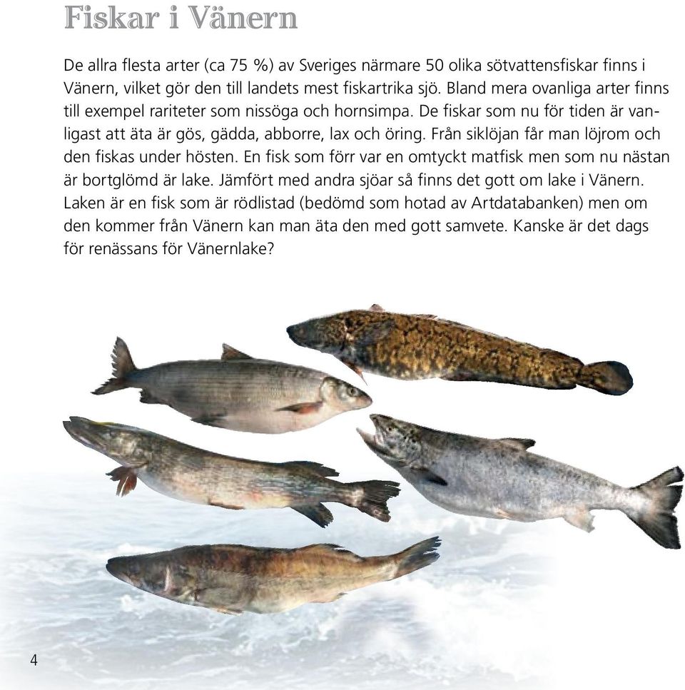 Från siklöjan får man löjrom och den fiskas under hösten. En fisk som förr var en omtyckt matfisk men som nu nästan är bortglömd är lake.