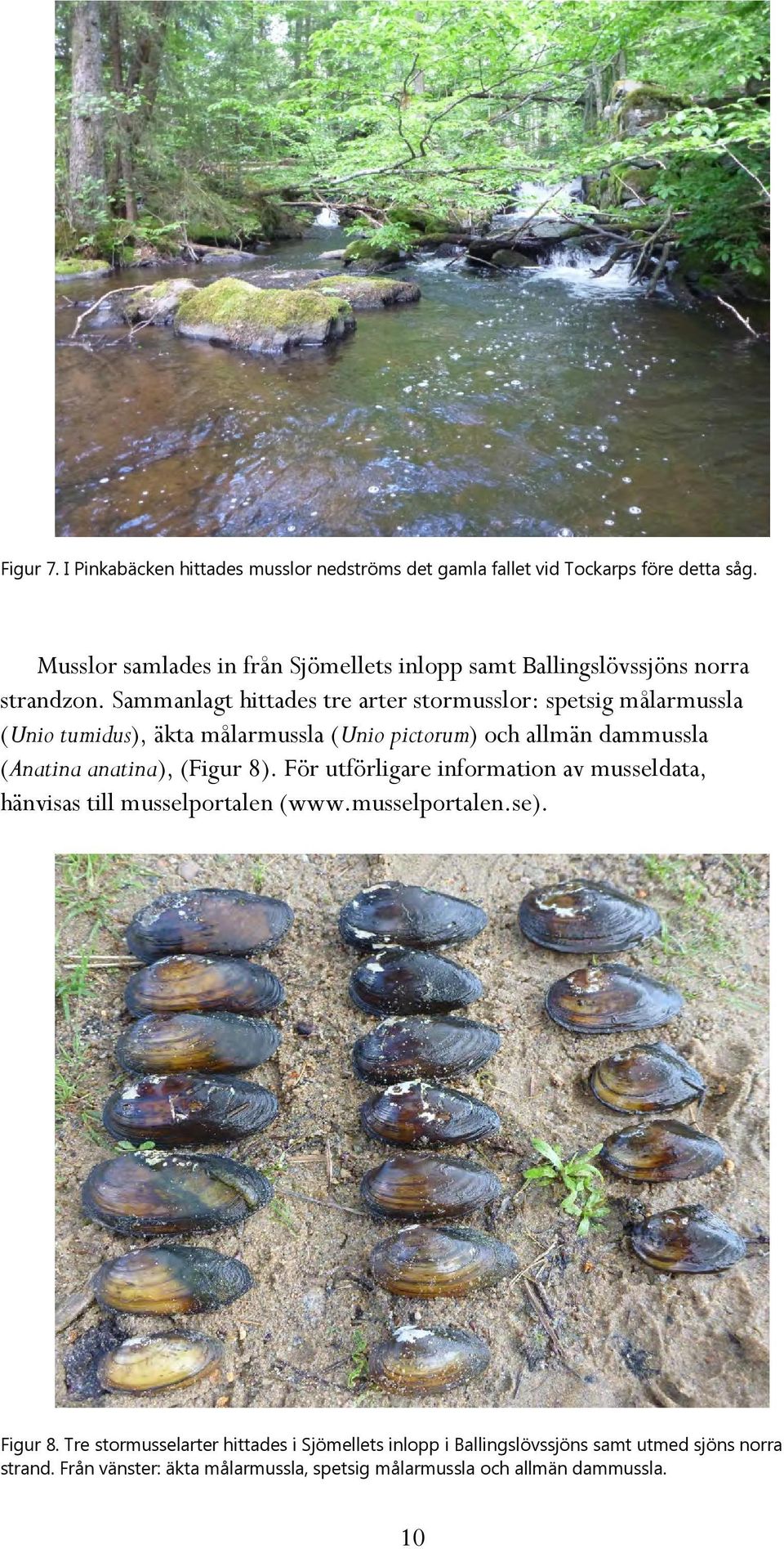 Sammanlagt hittades tre arter stormusslor: spetsig målarmussla (Unio tumidus), äkta målarmussla (Unio pictorum) och allmän dammussla (Anatina anatina),