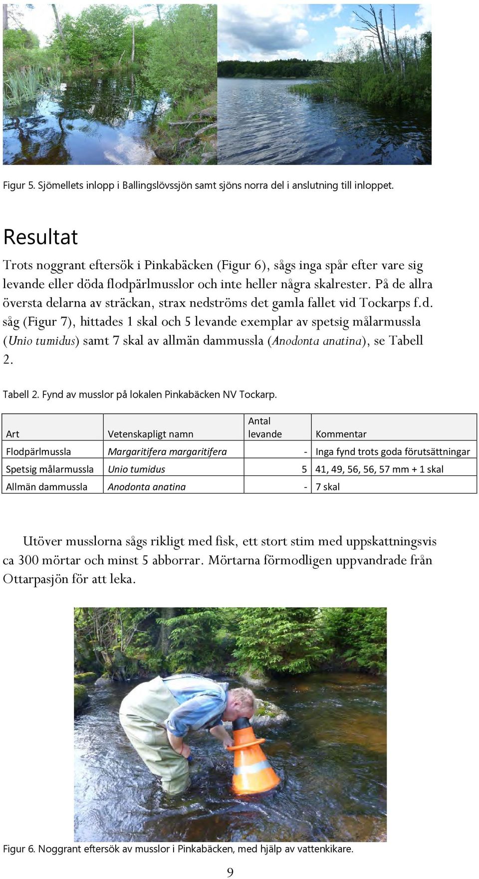 På de allra översta delarna av sträckan, strax nedströms det gamla fallet vid Tockarps f.d. såg (Figur 7), hittades 1 skal och 5 levande exemplar av spetsig målarmussla (Unio tumidus) samt 7 skal av allmän dammussla (Anodonta anatina), se Tabell 2.