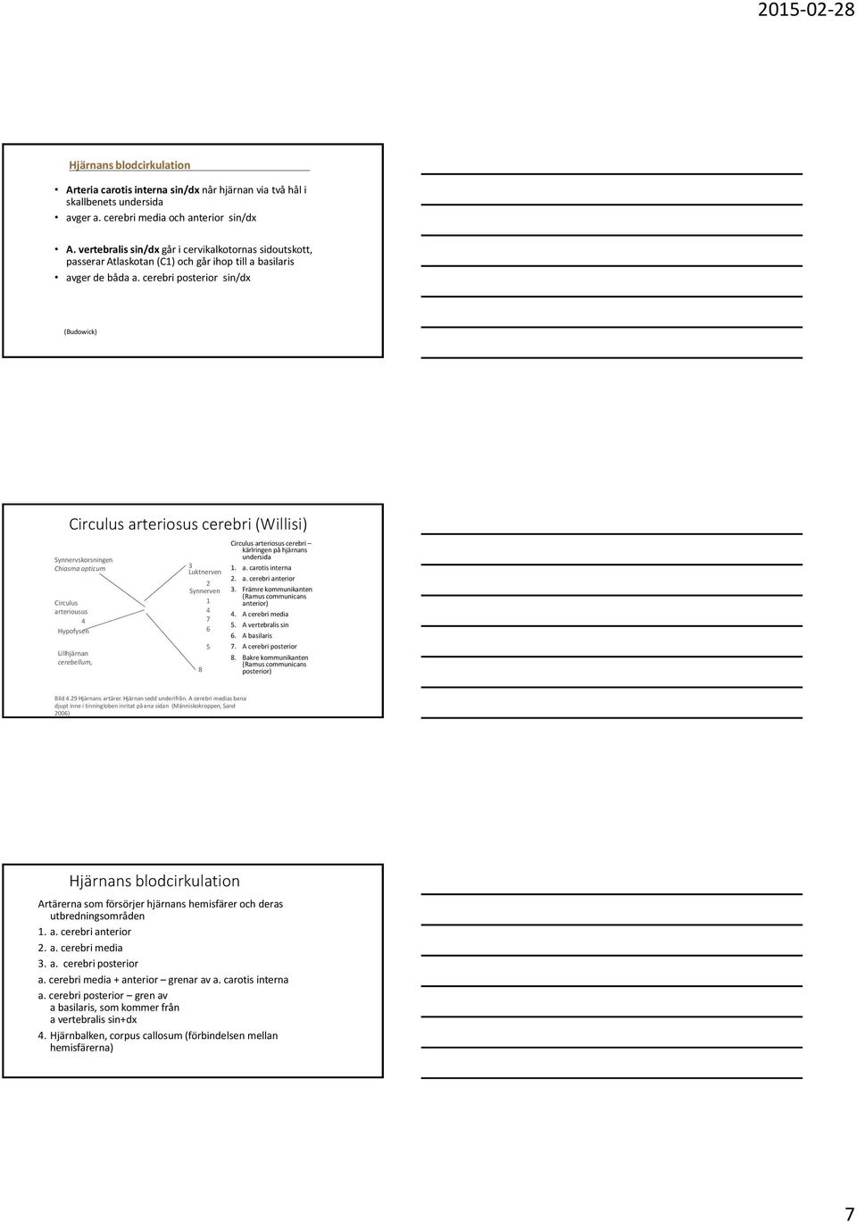 cerebri posterior sin/dx (Budowick) Circulus arteriosus cerebri (Willisi) Synnervskorsningen Chiasma opticum Circulus arteriousus 4 Hypofysen Lillhjärnan cerebellum, 3 Luktnerven 2 Synnerven 1 4 7 6