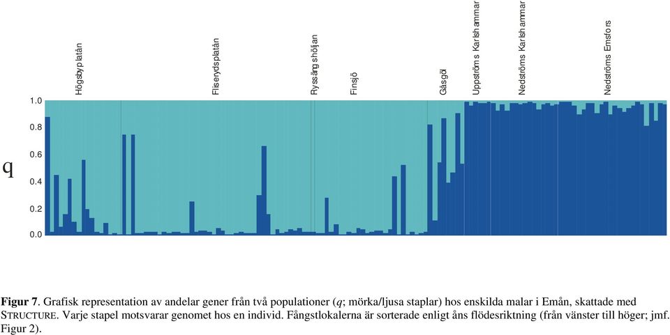 Grafisk representation av andelar gener från två populationer (q; mörka/ljusa staplar) hos enskilda malar i