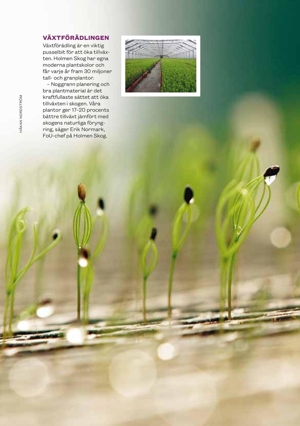 Noggrann planering och bra plantmaterial är det kraftfullaste sättet att öka tillväxten i skogen.