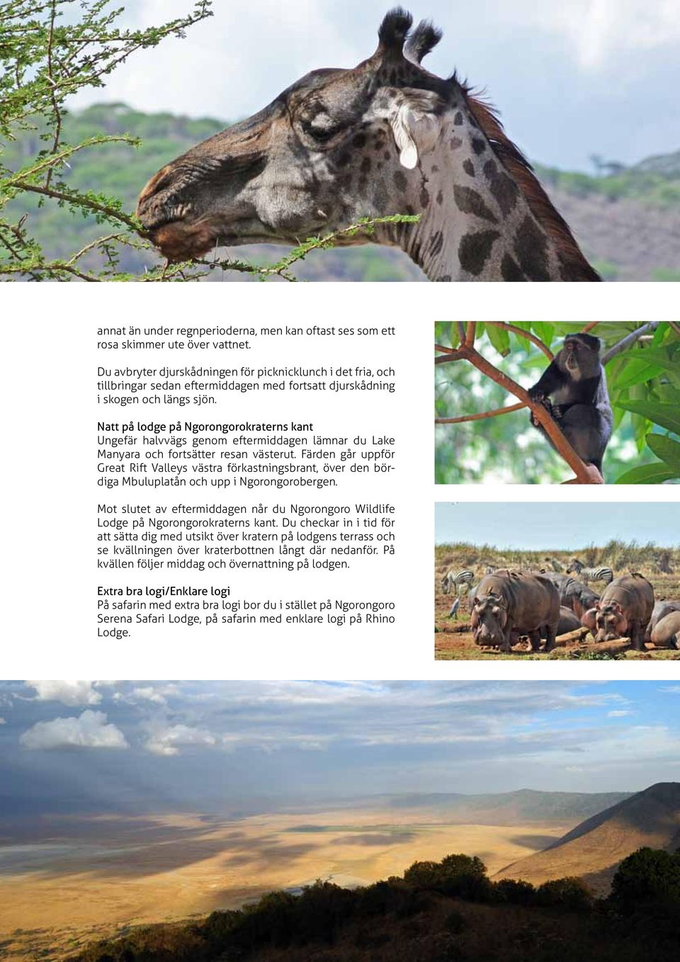 Natt på lodge på Ngorongorokraterns kant Ungefär halvvägs genom eftermiddagen lämnar du Lake Manyara och fortsätter resan västerut.