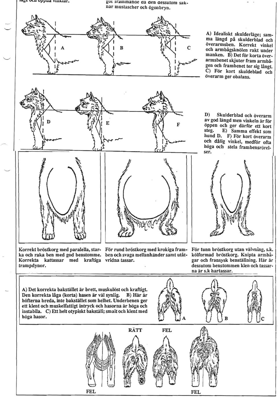 D) Skulderblad och overarm av god långd men vrokein ar for oppen och dartor ett kort steg. E) effekt som hund D. F) For kort overarm och dålig vinkel, med for of ta hoga och stela frambensrorelser.