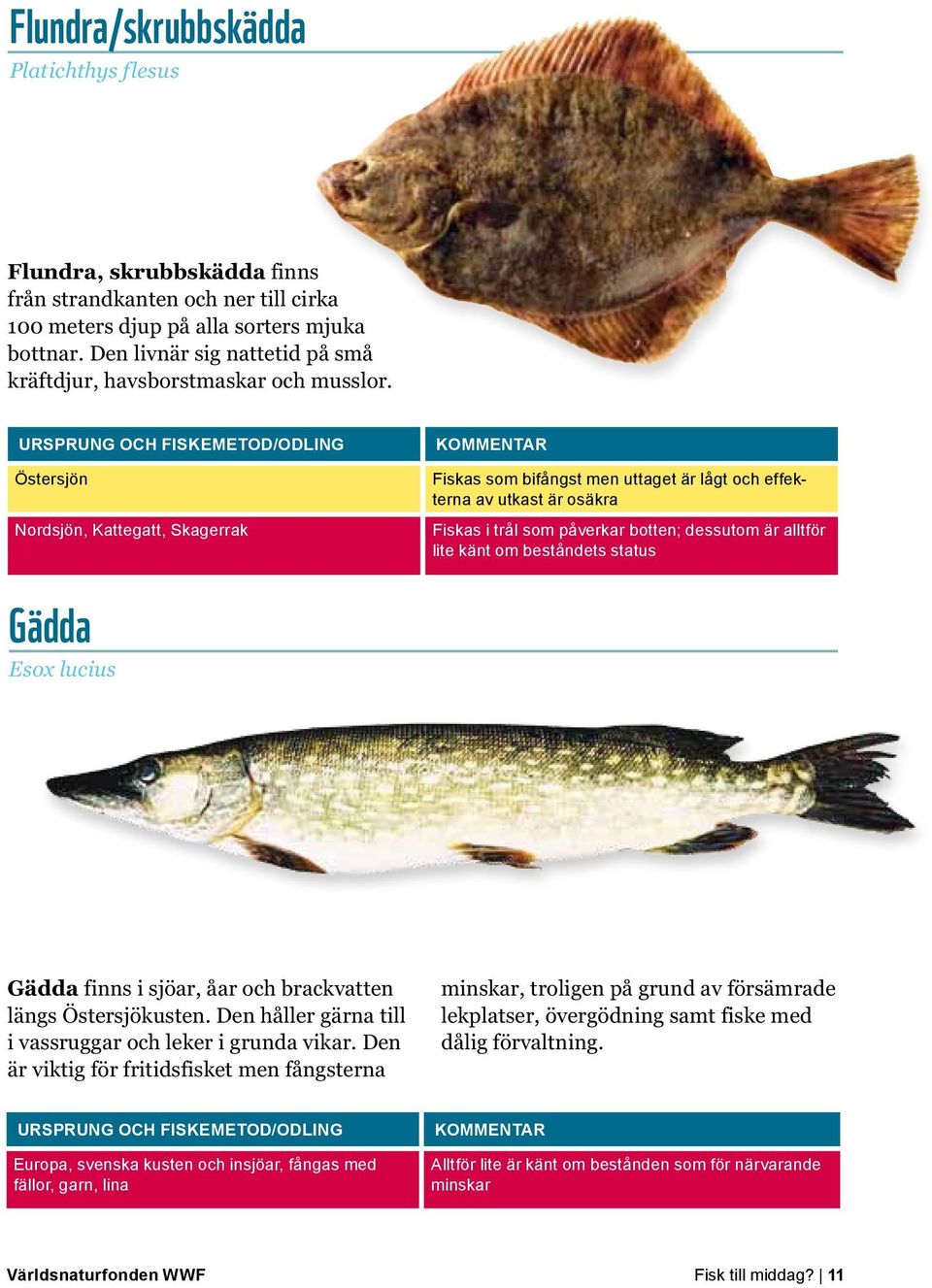 Östersjön Nordsjön, Kattegatt, Skagerrak Fiskas som bifångst men uttaget är lågt och effekterna av utkast är osäkra Fiskas i trål som påverkar botten; dessutom är alltför lite känt om beståndets