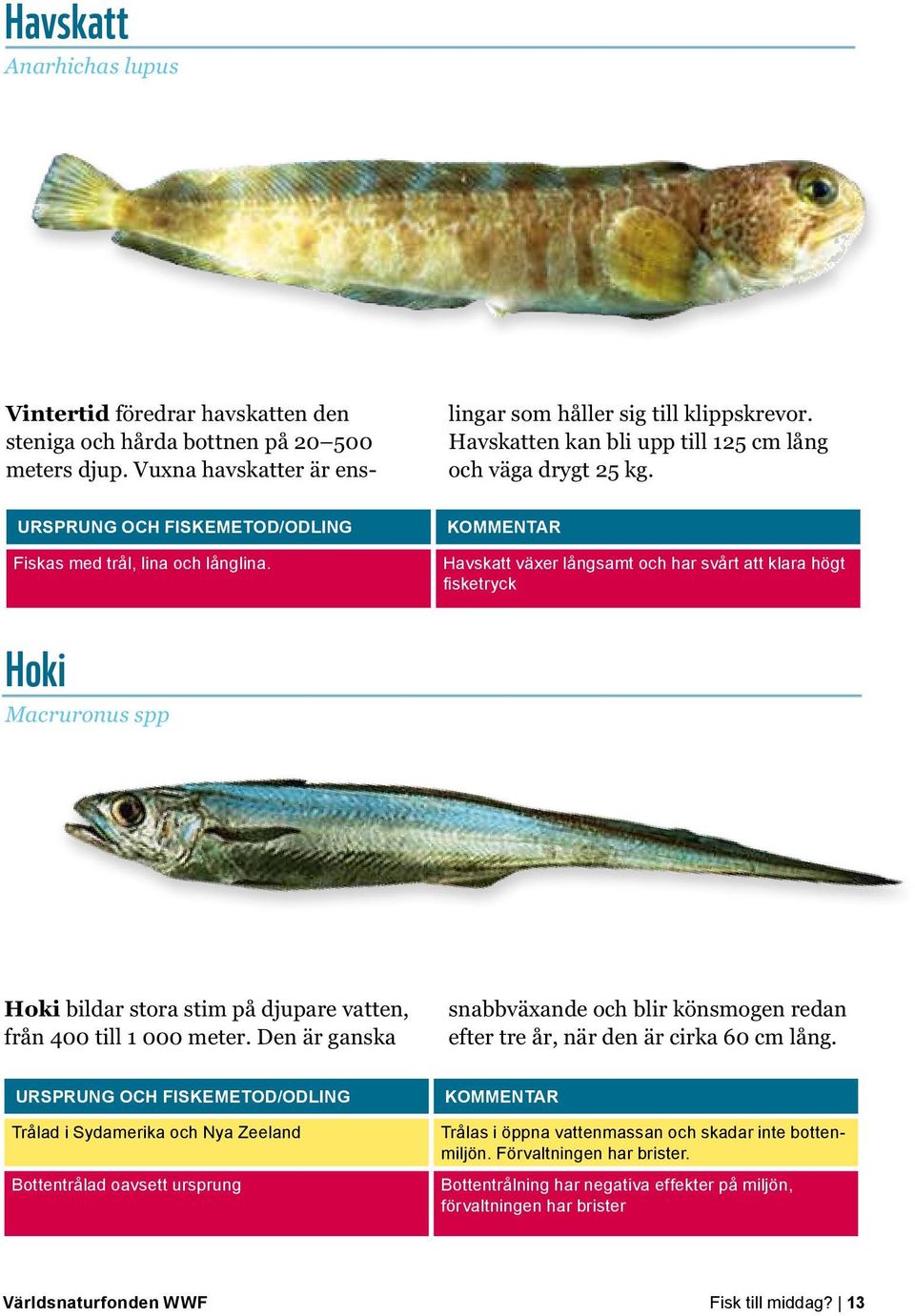 Havskatt växer långsamt och har svårt att klara högt fisketryck Hoki Macruronus spp Hoki bildar stora stim på djupare vatten, från 400 till 1 000 meter.