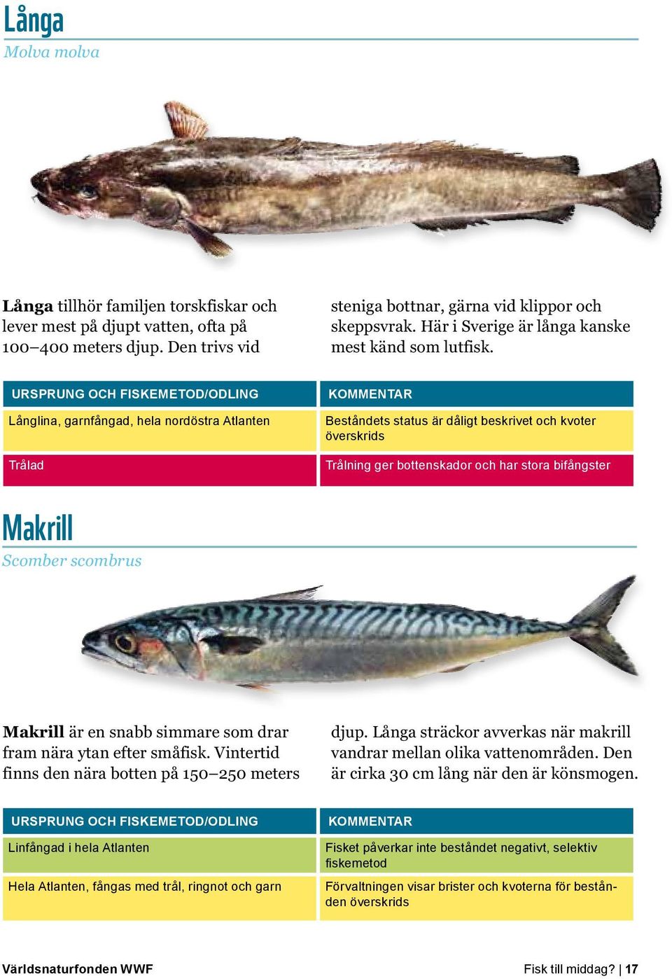 Långlina, garnfångad, hela nordöstra Atlanten Trålad Beståndets status är dåligt beskrivet och kvoter överskrids Trålning ger bottenskador och har stora bifångster Makrill Scomber scombrus Makrill är