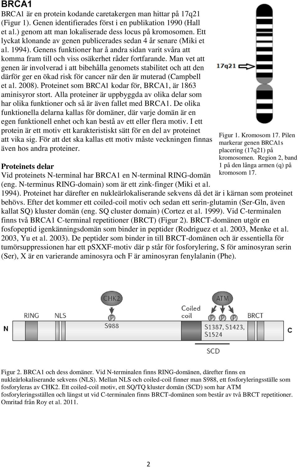 Man vet att genen är involverad i att bibehålla genomets stabilitet och att den därför ger en ökad risk för cancer när den är muterad (Campbell et al. 2008).