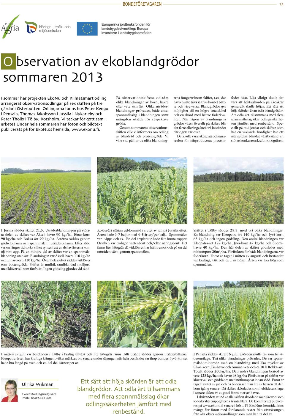 Under hela sommaren har foton och bildtext publicerats på för EkoNu:s hemsida, www.ekonu.fi. På observationsskiftena odlades olika blandningar av korn, havre eller vete och ärt.