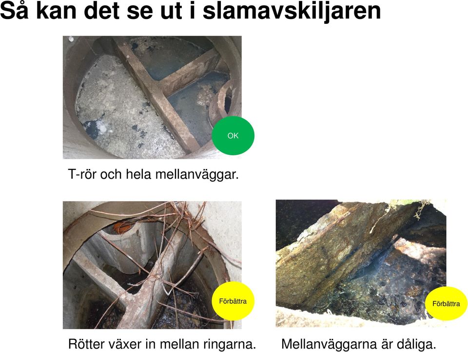 Förbättra Förbättra Rötter växer in