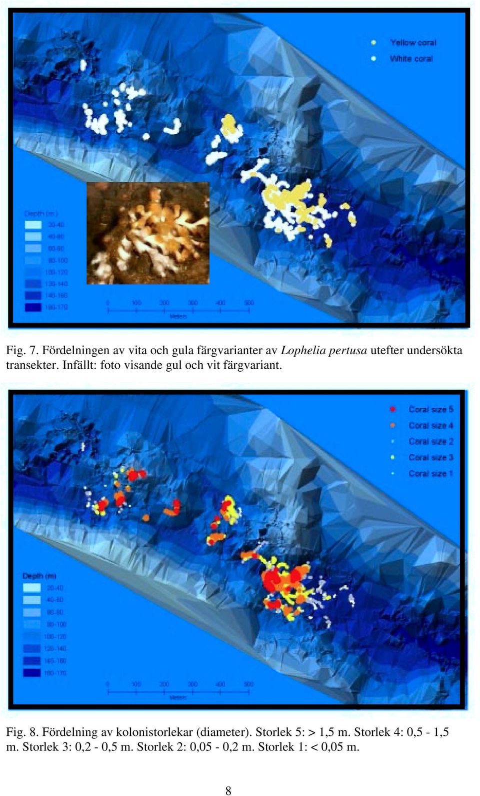 undersökta transekter. Infällt: foto visande gul och vit färgvariant. Fig. 8.