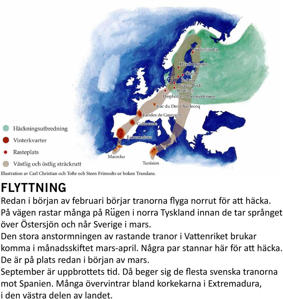 På vägen rastar många på Rugen i norra Tyskland innan de tar språnget över Östersjön och når Sverige i mars.