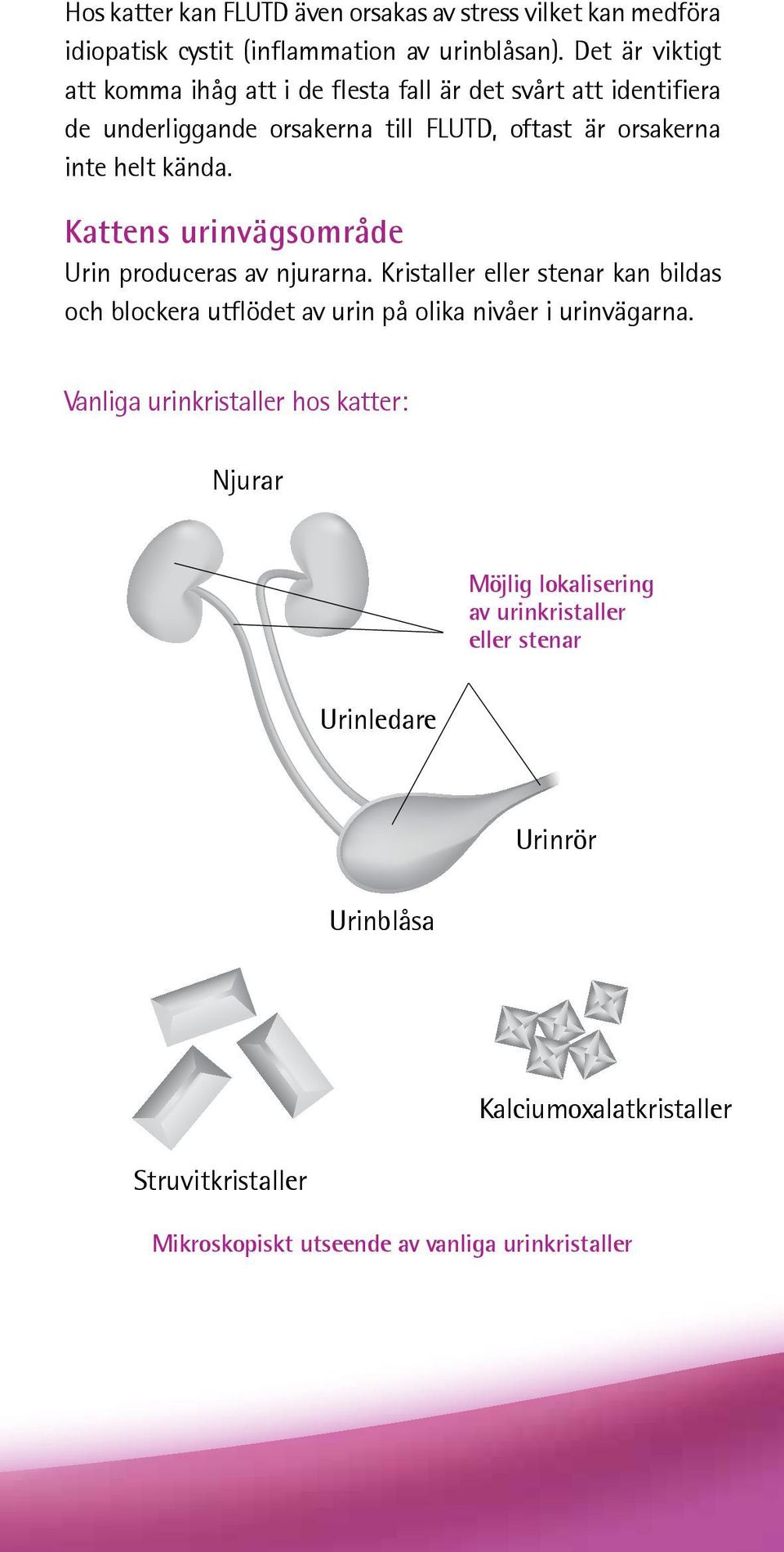 Kattens urinvägsområde Urin produceras av njurarna. Kristaller eller stenar kan bildas och blockera utflödet av urin på olika nivåer i urinvägarna.