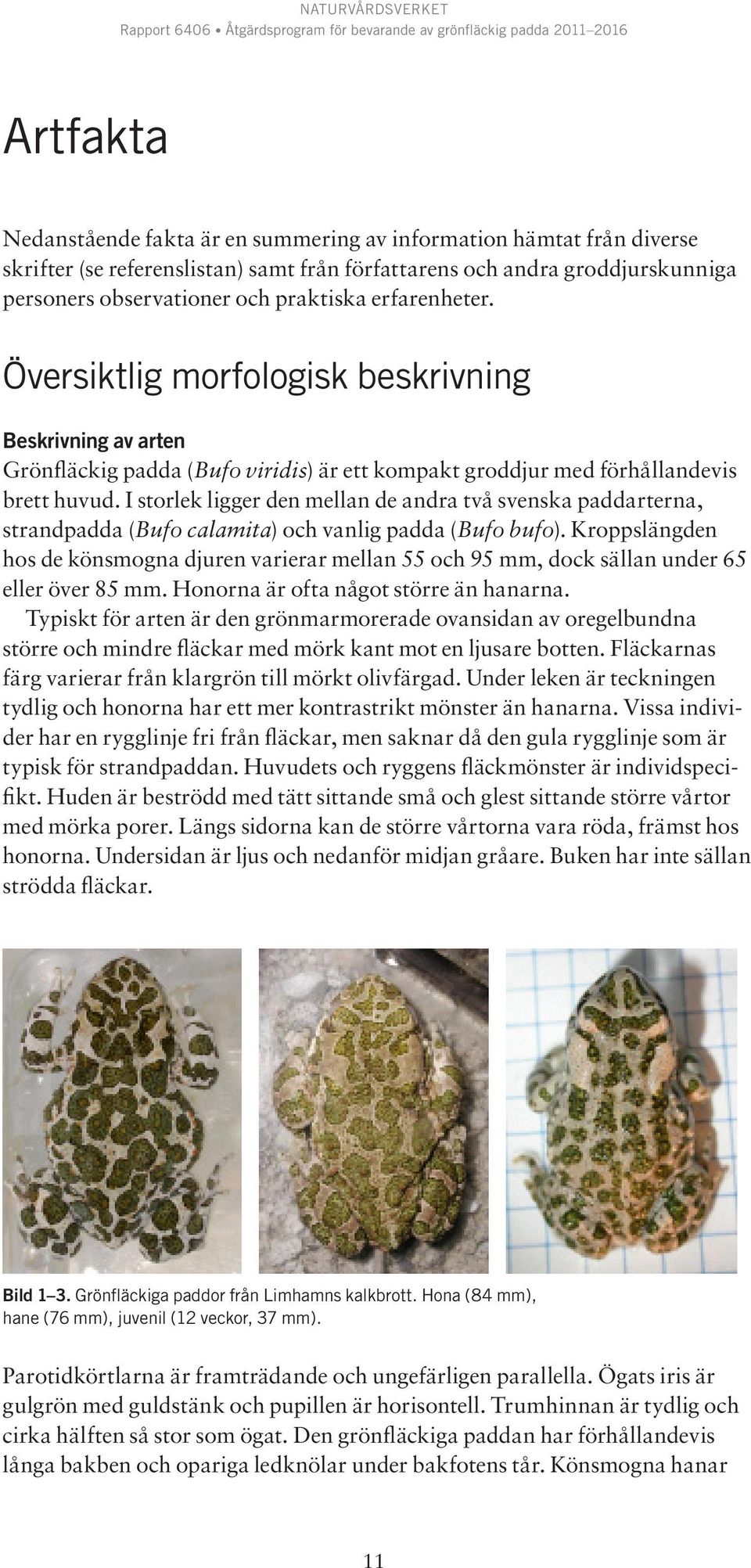 I storlek ligger den mellan de andra två svenska paddarterna, strandpadda (Bufo calamita) och vanlig padda (Bufo bufo).